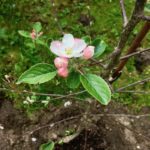 Apfelblüte mit grünen Blättern