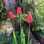 drei rote Tulpen im Garten